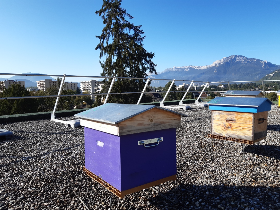 Ruches banque populaire aura